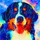 bernese mountain dog pup art dog art and abstract dogs, pup art dog pop art prints, abstract dog paintings, abstract dog portraits, pop art pet portraits and dog gifts in colorful original pop art dog art and fine art dog prints by artists Jane Billman and Gregg Billman