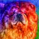 chow chow pup art dog art and abstract dogs, pup art dog pop art prints, abstract dog paintings, abstract dog portraits, pop art pet portraits and dog gifts in colorful original pop art dog art and fine art dog prints by artists Jane Billman and Gregg Billman