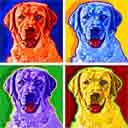lab daisy pup art dog art and abstract dogs, pup art dog pop art prints, abstract dog paintings, abstract dog portraits, pop art pet portraits and dog gifts in colorful original pop art dog art and fine art dog prints by artists Jane Billman and Gregg Billman