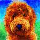 goldendoodle curly hair pup art dog art and abstract dogs, pup art dog pop art prints, abstract dog paintings, abstract dog portraits, pop art pet portraits and dog gifts in colorful original pop art dog art and fine art dog prints by artists Jane Billman and Gregg Billman