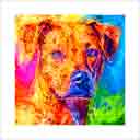 jenny headshot one of a kind pup art dog art and abstract dogs, pup art dog pop art prints, abstract dog paintings, abstract dog portraits, pop art pet portraits and dog gifts in colorful original pop art dog art and fine art dog prints by artists Jane Billman and Gregg Billman