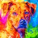jenny one of a kind breeds pup art dog art and abstract dogs, pup art dog pop art prints, abstract dog paintings, abstract dog portraits, pop art pet portraits and dog gifts in colorful original pop art dog art and fine art dog prints by artists Jane Billman and Gregg Billman