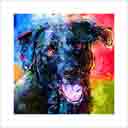 black lab headshot pup art dog art and abstract dogs, pup art dog pop art prints, abstract dog paintings, abstract dog portraits, pop art pet portraits and dog gifts in colorful original pop art dog art and fine art dog prints by artists Jane Billman and Gregg Billman