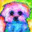 maltese puppycut pup art dog art and abstract dogs, pup art dog pop art prints, abstract dog paintings, abstract dog portraits, pop art pet portraits and dog gifts in colorful original pop art dog art and fine art dog prints by artists Jane Billman and Gregg Billman