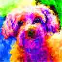 mollie one of a kind breeds pup art dog art and abstract dogs, pup art dog pop art prints, abstract dog paintings, abstract dog portraits, pop art pet portraits and dog gifts in colorful original pop art dog art and fine art dog prints by artists Jane Billman and Gregg Billman