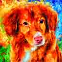 nova scotia duck tolling retriever pup art dog art and abstract dogs, pup art dog pop art prints, abstract dog paintings, abstract dog portraits, pop art pet portraits and dog gifts in colorful original pop art dog art and fine art dog prints by artists Jane Billman and Gregg Billman