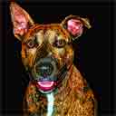 brindle pit bull terrier pup art dog art and abstract dogs, pup art dog pop art prints, abstract dog paintings, abstract dog portraits, pop art pet portraits and dog gifts in colorful original pop art dog art and fine art dog prints by artists Jane Billman and Gregg Billman