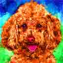 poodles pup art dog art and abstract dogs, pup art dog pop art prints, abstract dog paintings, abstract dog portraits, pop art pet portraits and dog gifts in colorful original pop art dog art and fine art dog prints by artists Jane Billman and Gregg Billman