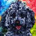 poodle black pup art dog art and abstract dogs, pup art dog pop art prints, abstract dog paintings, abstract dog portraits, pop art pet portraits and dog gifts in colorful original pop art dog art and fine art dog prints by artists Jane Billman and Gregg Billman