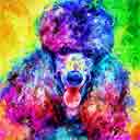 poodle pup art dog art and abstract dogs, pup art dog pop art prints, abstract dog paintings, abstract dog portraits, pop art pet portraits and dog gifts in colorful original pop art dog art and fine art dog prints by artists Jane Billman and Gregg Billman