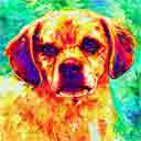 puggle pup art dog art and abstract dogs, pup art dog pop art prints, abstract dog paintings, abstract dog portraits, pop art pet portraits and dog gifts in colorful original pop art dog art and fine art dog prints by artists Jane Billman and Gregg Billman