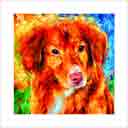 nova scotia duck tolling retriever and toller headshot pup art dog art and abstract dogs, pup art dog pop art prints, abstract dog paintings, abstract dog portraits, pop art pet portraits and dog gifts in colorful original pop art dog art and fine art dog prints by artists Jane Billman and Gregg Billman