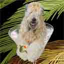 soft coated wheaton terrier dog art and martini dogs, soft coated wheaton terrier dog pop art prints, dog paintings, dog portraits and martini pet portraits in colorful original soft coated wheaton terrier dog art and fine art dog prints by artists Jane Billman and Gregg Billman